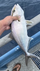 Seriola dumerili