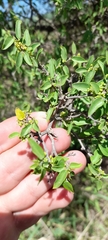 Celtis pallida
