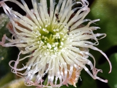Mesembryanthemum crystallinum