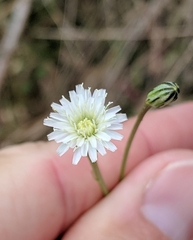Hypochaeris albiflora