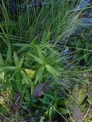 Fritillaria camschatcensis
