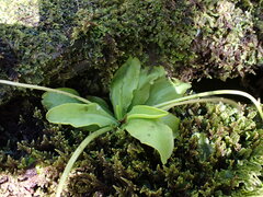 Pinguicula