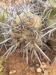 Copiapoa echinoides