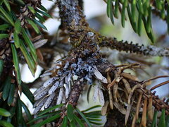 Erioderma sorediatum