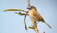 Polystictus pectoralis