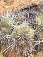 Copiapoa echinoides