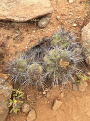 Copiapoa echinoides