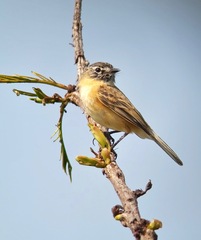 Polystictus pectoralis