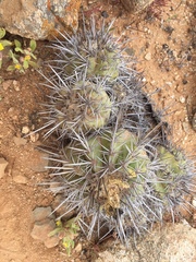 Copiapoa echinoides