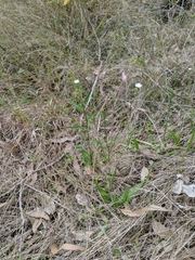 Hypochaeris albiflora