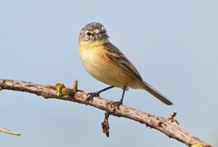 Polystictus pectoralis