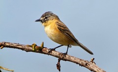 Polystictus pectoralis