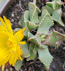 Faucaria
