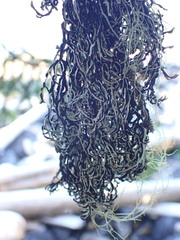 Hypogymnia duplicata