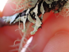 Hypotrachyna sinuosa