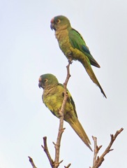 Eupsittula aurea