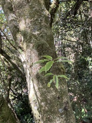 Pittosporum eugenioides