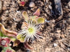 Mesembryanthemum crystallinum