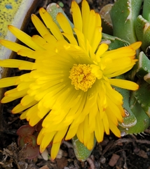 Faucaria