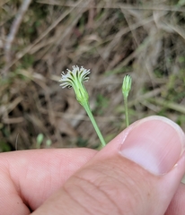 Hypochaeris albiflora