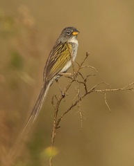 Emberizoides herbicola