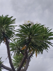 Pachypodium lamerei