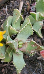 Faucaria