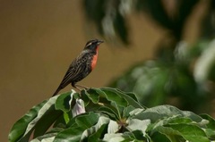 Leistes superciliaris