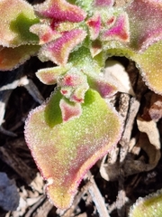 Mesembryanthemum crystallinum