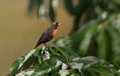 Leistes superciliaris