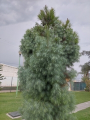 Pinus maximartinezii