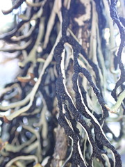 Hypogymnia duplicata