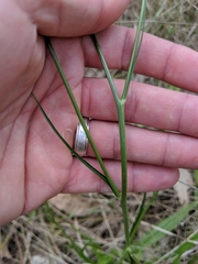 Hypochaeris albiflora