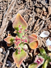 Mesembryanthemum crystallinum