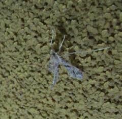 Lineodes interrupta