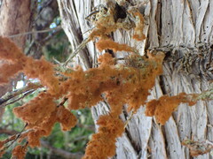 Trentepohlia aurea