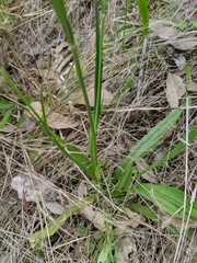 Hypochaeris albiflora