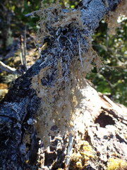 Sphaerophorus tuckermanii