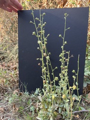 Verbascum blattaria