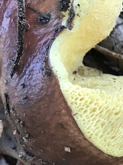 Suillus brevipes