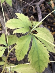 Sanicula marilandica