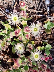 Mesembryanthemum crystallinum