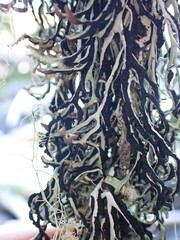 Hypogymnia duplicata