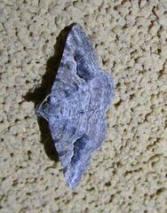 Frederickia s-signata