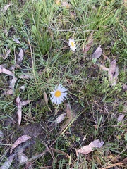 Allittia cardiocarpa