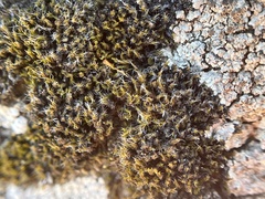 Grimmia laevigata