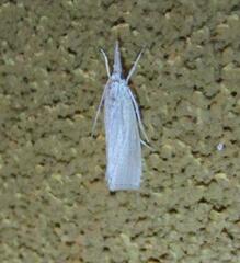 Eoreuma densellus