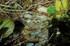 Eleothreptus candicans