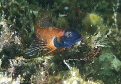 Enneapterygius atrogulare