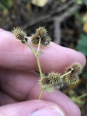 Sanicula marilandica